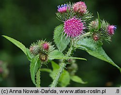 Carduus personata (oset łopianowaty)