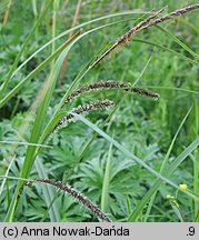 Carex gracilis (turzyca zaostrzona)