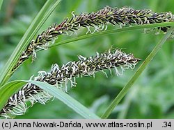 Carex gracilis (turzyca zaostrzona)