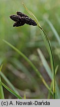 Carex atrata (turzyca czarniawa)