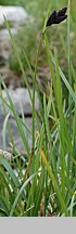 Carex atrata (turzyca czarniawa)