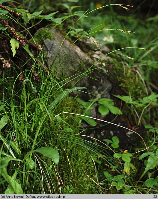 Carex brachystachys (turzyca krótkokłosa)