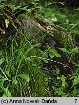 Carex brachystachys (turzyca krótkokłosa)