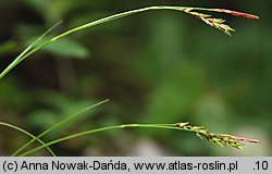 Carex brachystachys (turzyca krótkokłosa)