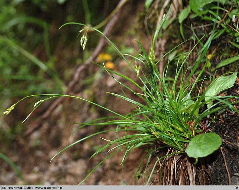 Carex capillaris (turzyca włosowata)