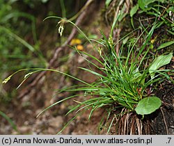 Carex capillaris (turzyca włosowata)