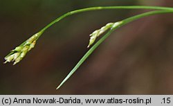 Carex capillaris (turzyca włosowata)