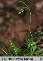 Carex capillaris (turzyca włosowata)