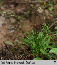 Carex capillaris (turzyca włosowata)