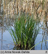 Carex elata (turzyca sztywna)