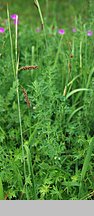 Carex flacca (turzyca sina)