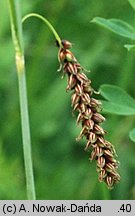 Carex flacca (turzyca sina)