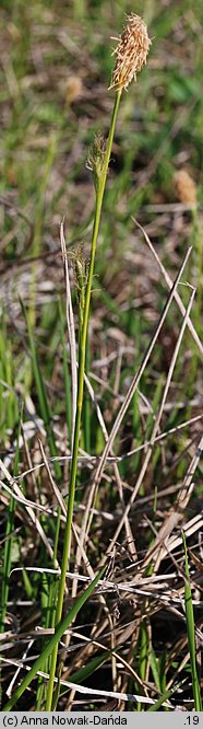 Carex michelii (turzyca Michela)