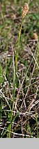Carex michelii (turzyca Michela)