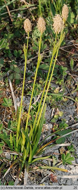 Carex michelii (turzyca Michela)