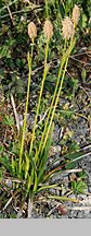 Carex michelii (turzyca Michela)