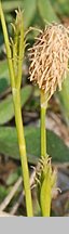 Carex michelii (turzyca Michela)