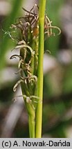 Carex michelii (turzyca Michela)