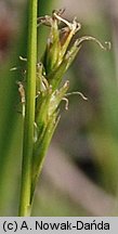 Carex michelii (turzyca Michela)