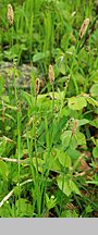 Carex pilosa (turzyca orzęsiona)