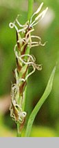 Carex pilosa (turzyca orzęsiona)