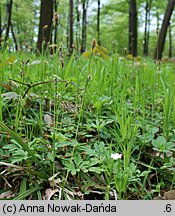 Carex pilosa (turzyca orzęsiona)