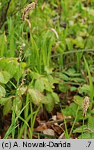 Carex pilosa (turzyca orzęsiona)