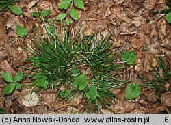 Carex pilulifera (turzyca pigułkowata)