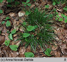 Carex pilulifera (turzyca pigułkowata)