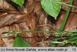 Carex pilulifera (turzyca pigułkowata)