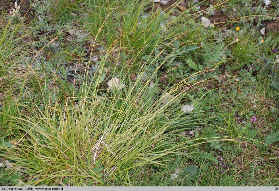 Carex sempervirens ssp. tatrorum (turzyca zawsze zielona tatrzańska)