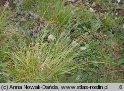 Carex sempervirens ssp. tatrorum (turzyca zawsze zielona tatrzańska)