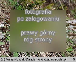 Carex sempervirens ssp. tatrorum (turzyca zawsze zielona tatrzańska)