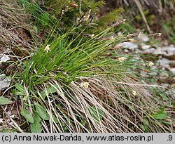 Carex sempervirens ssp. tatrorum (turzyca zawsze zielona tatrzańska)