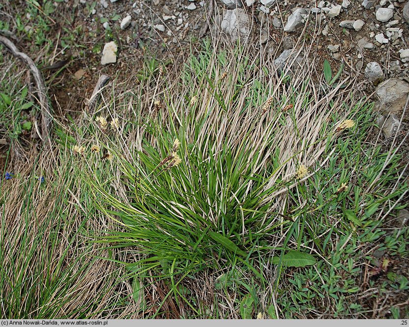 Carex sempervirens ssp. tatrorum (turzyca zawsze zielona tatrzańska)