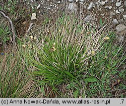 Carex sempervirens ssp. tatrorum (turzyca zawsze zielona tatrzańska)