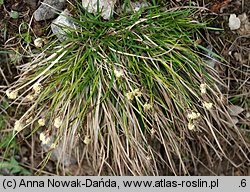 Carex sempervirens ssp. tatrorum (turzyca zawsze zielona tatrzańska)