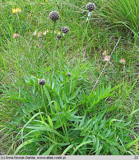 Centaurea alpestris