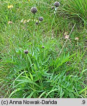 Centaurea alpestris