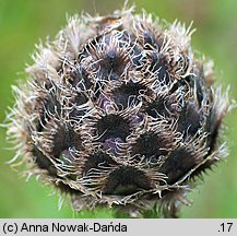 Centaurea alpestris (chaber alpejski)