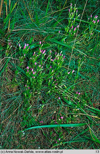 Centaurium littorale