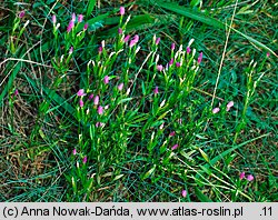 Centaurium littorale