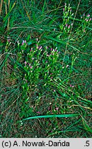 Centaurium littorale