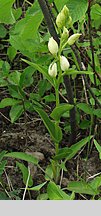 Cephalanthera damasonium (buławnik wielkokwiatowy)