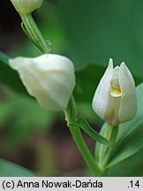 Cephalanthera damasonium (buławnik wielkokwiatowy)