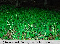 Cephalanthera damasonium