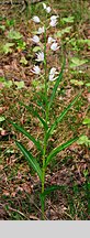 Cephalanthera longifolia (buławnik mieczolistny)