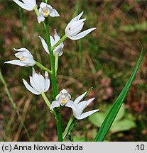 Cephalanthera longifolia (buławnik mieczolistny)