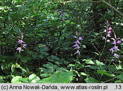 Cephalanthera rubra (buławnik czerwony)