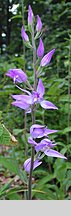 Cephalanthera rubra (buławnik czerwony)